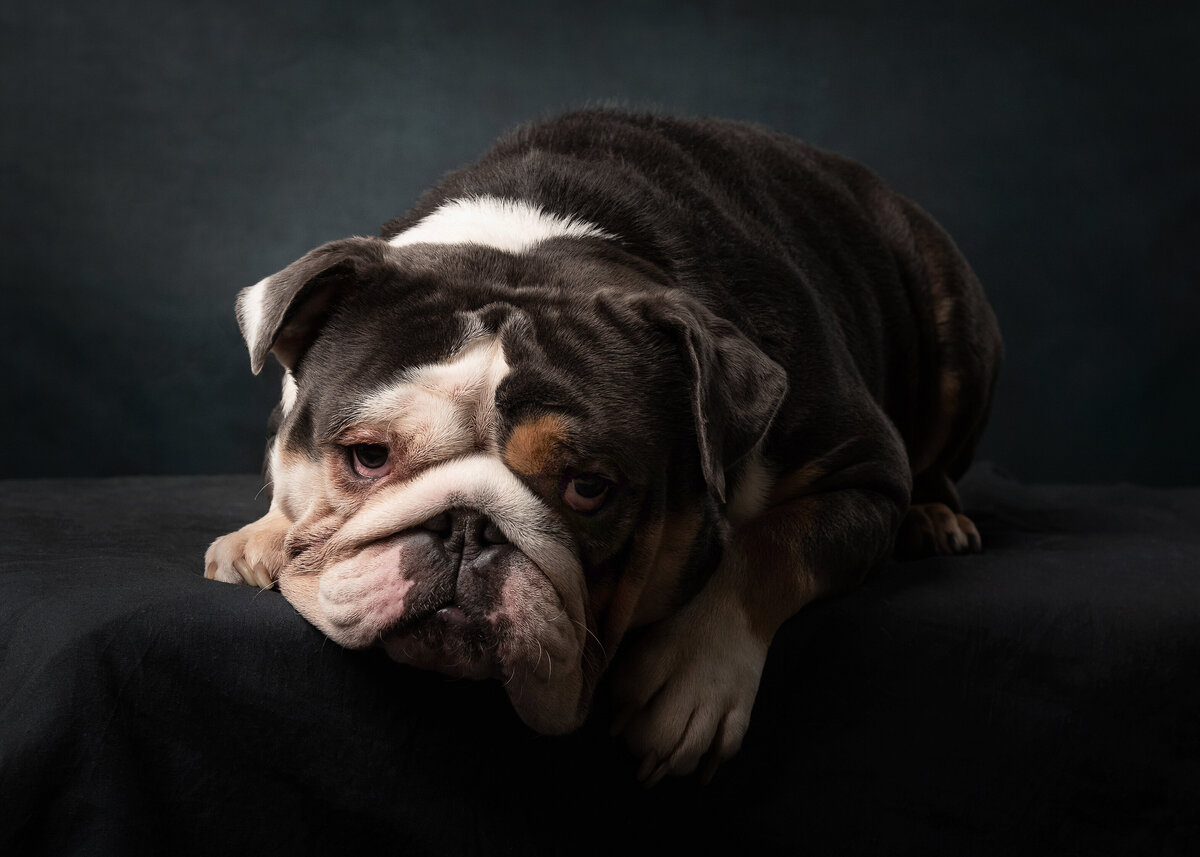 Dogs.Frank.Ginger-26r