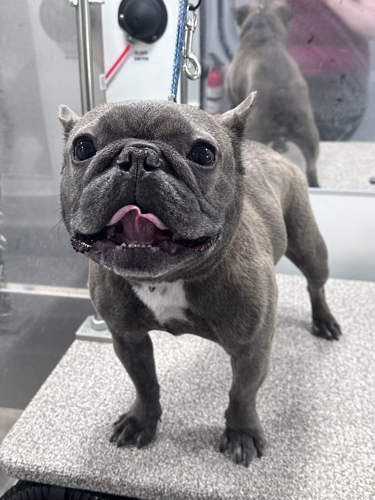 PupscoutsMobileGrooming3