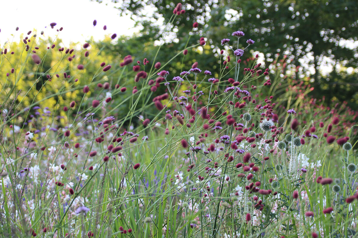 Grasses and flowers for a natural garden