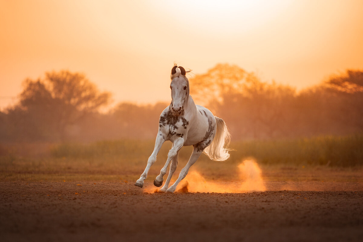 A rare Marwari horse with its distinctive curved ears in Rajasthan, India, symbolizing the fragility and wild beauty of endangered horse breeds.