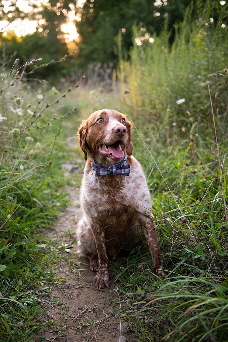 Brittney Spaniel with blue plaid bowtie on a path surrounded by tall grasses