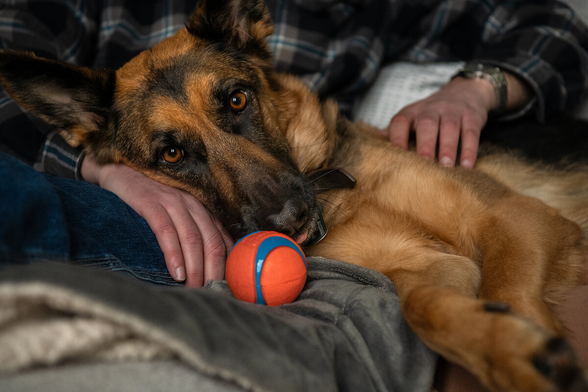 German Shepherd resting with her dad during a cozy legacy session at home in Duluth, MN.