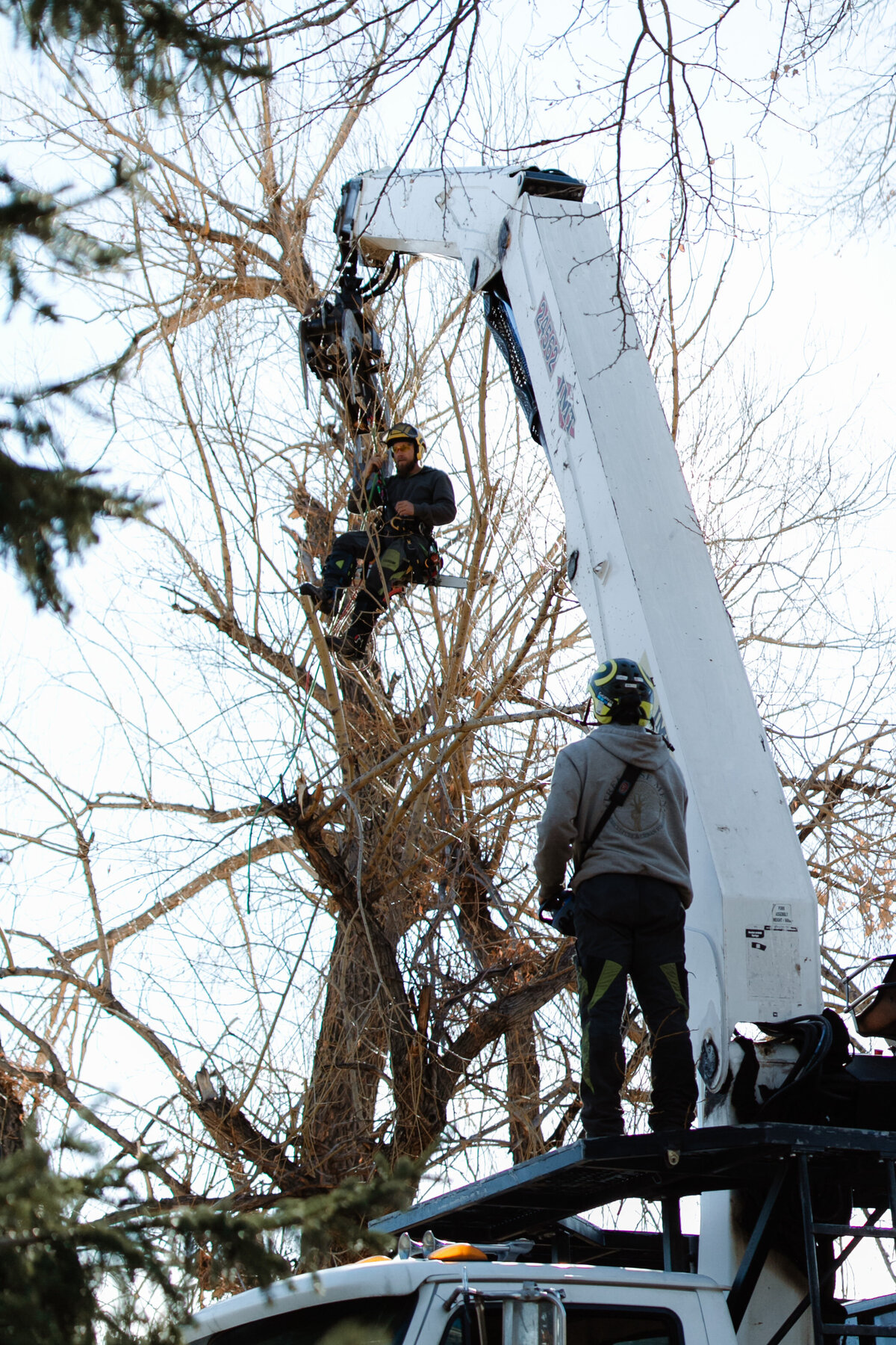 tree-service-whitewood-south-dakota