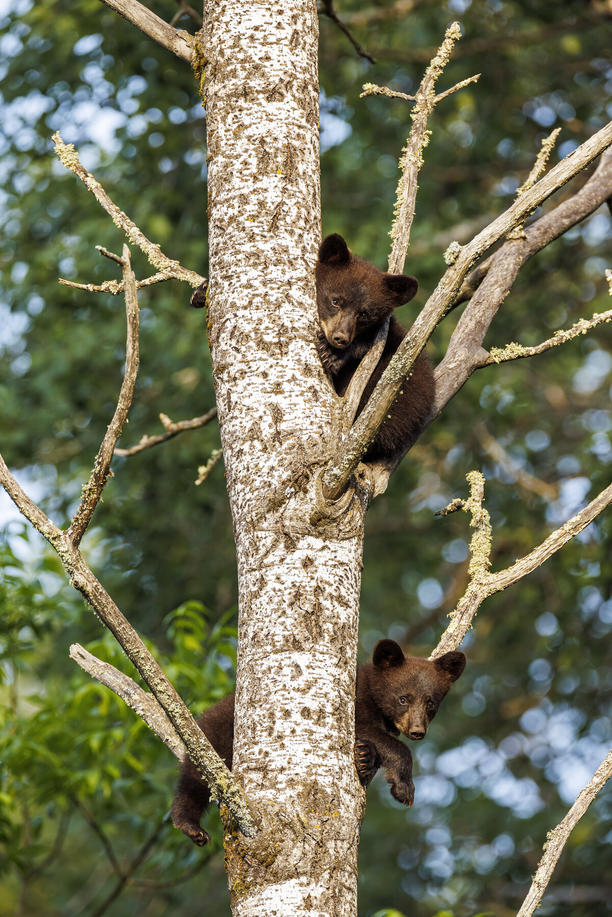 001_Bears_Bob & Dawn Davis Photography