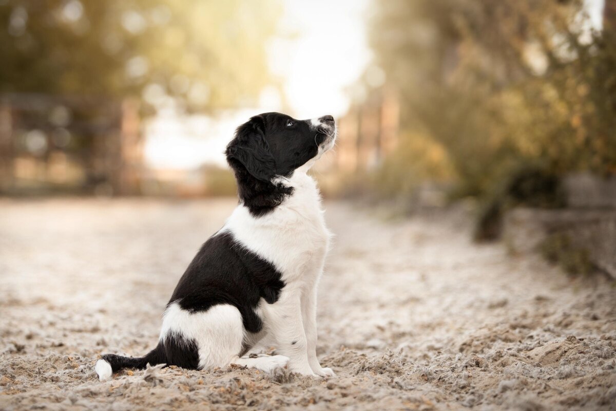 Hondenfotografie-in-de-natuur---ByMarita-Fotografie-15