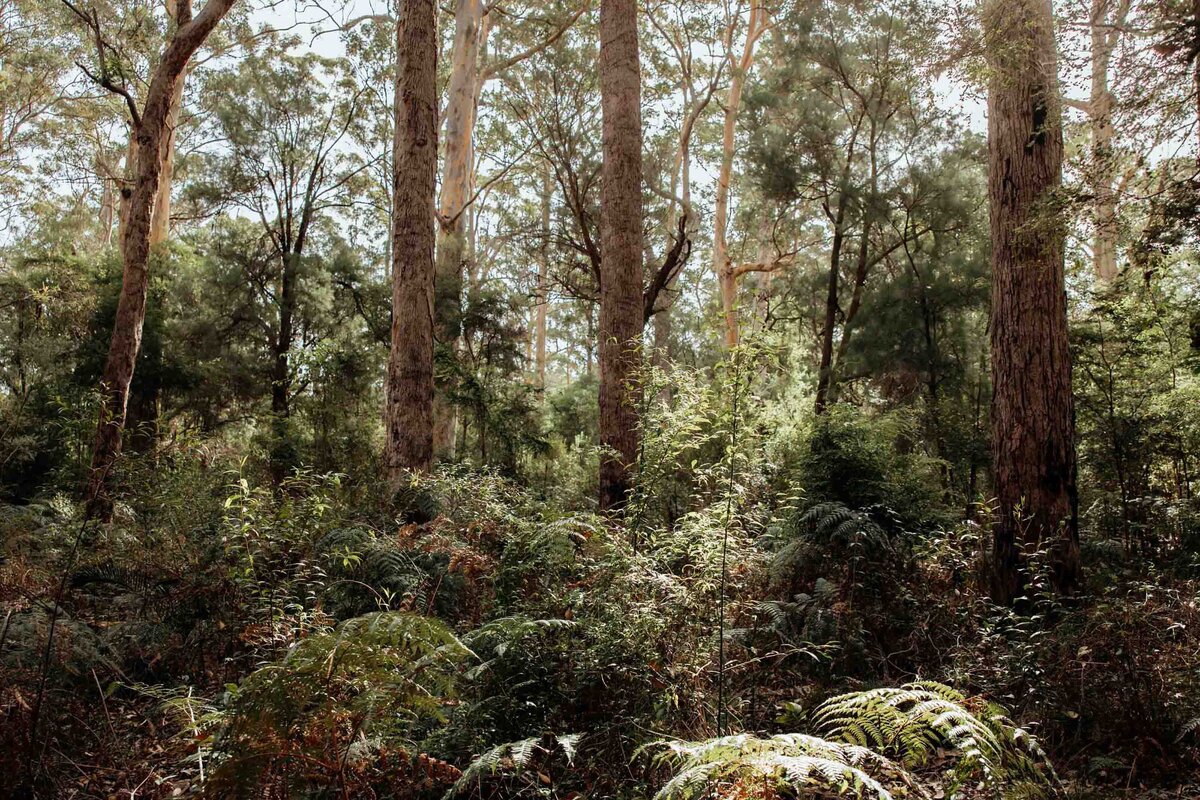 Forest-Elopement-9