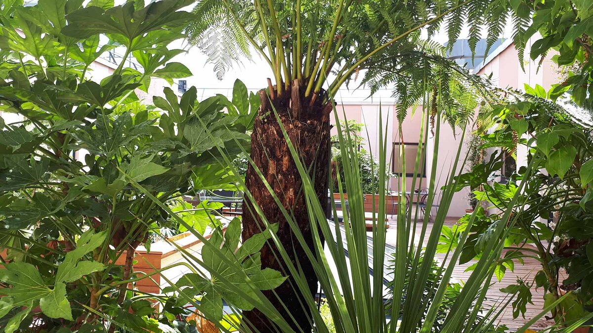Plantes vertes dans un par-terre avec palmier