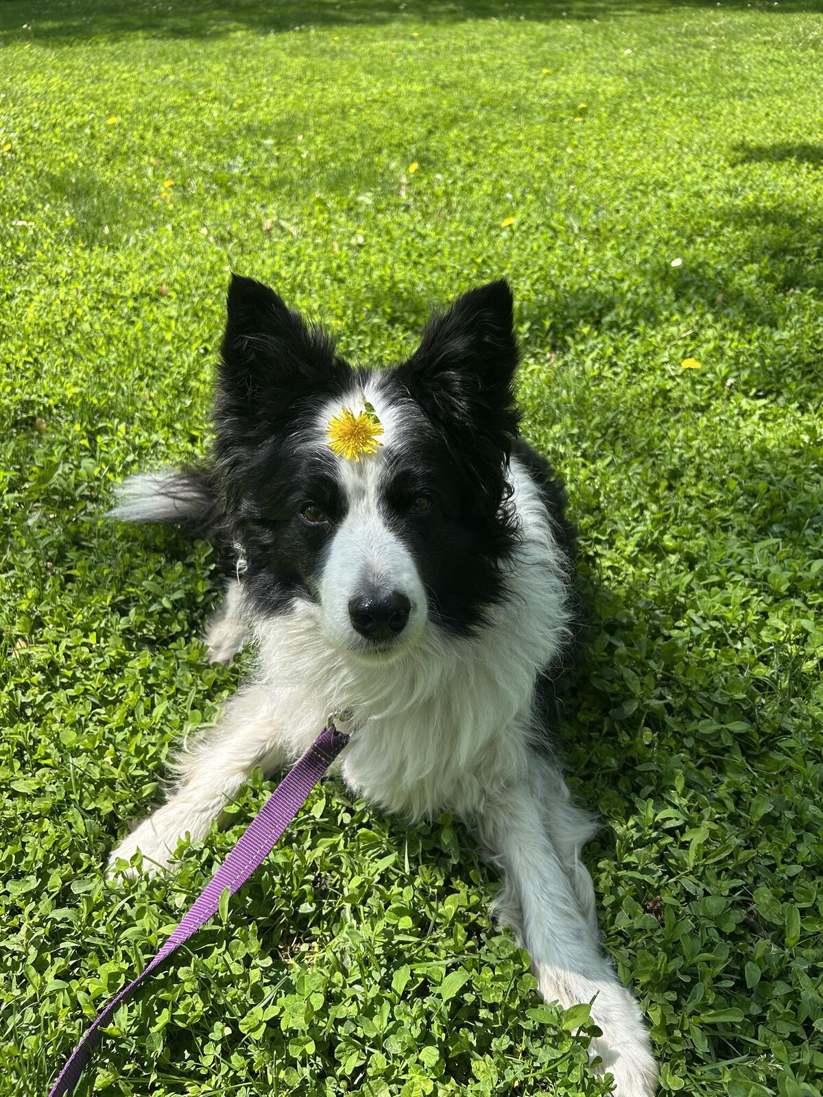 Happy dog on a leash during a dog walk in Toronto with Walk with Claire, trusted pet care in Hamilton and the GTA.