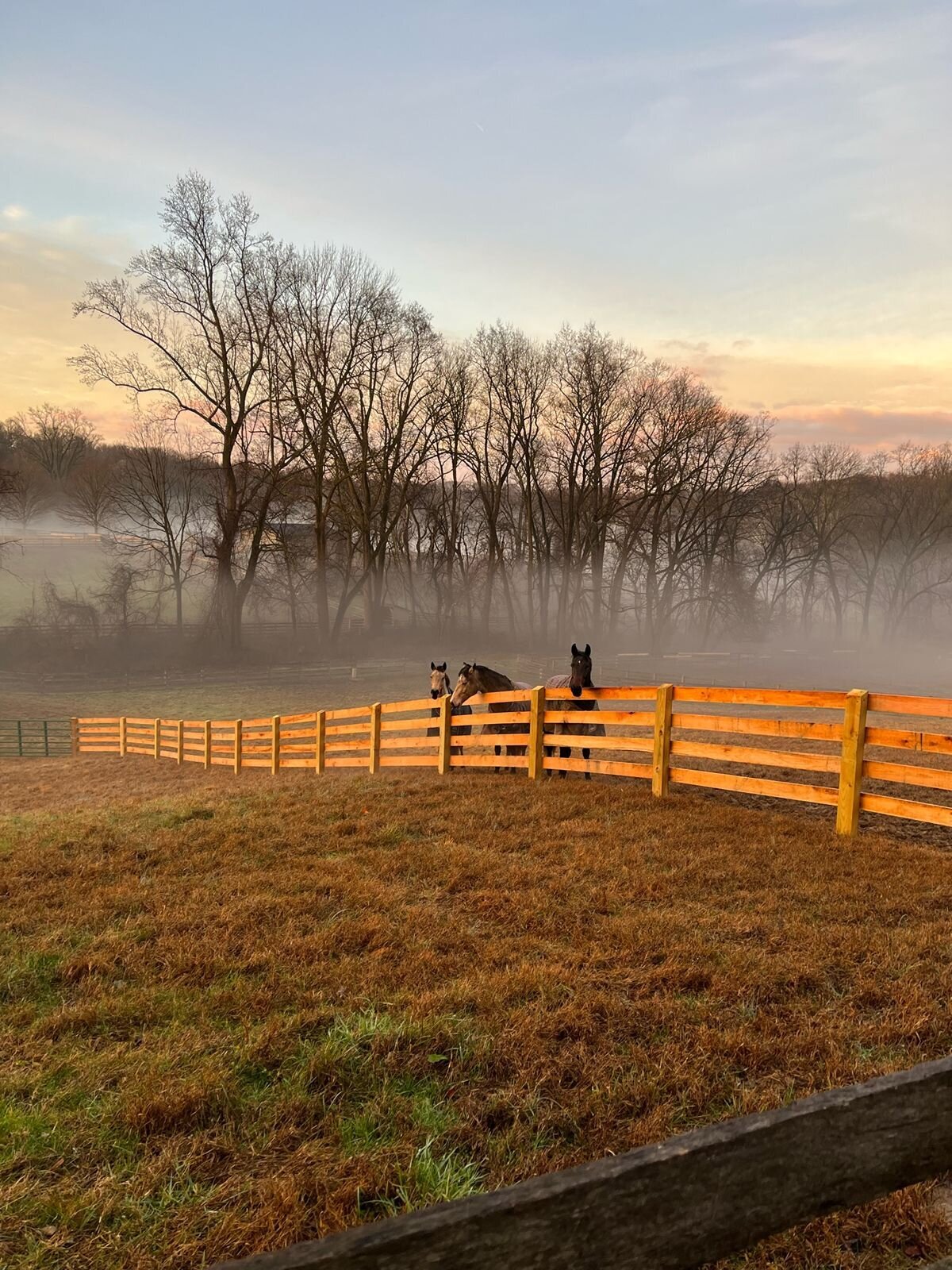 jp-dressage-kynynmont-farm-pa-28