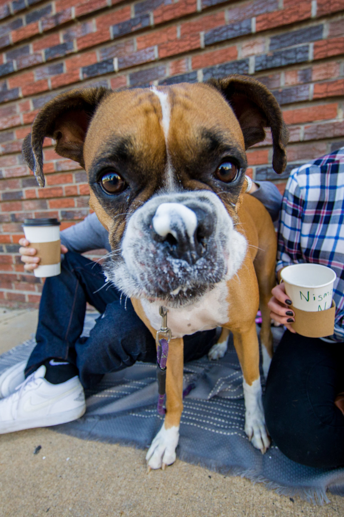 adorable boxer with whip cream on nose