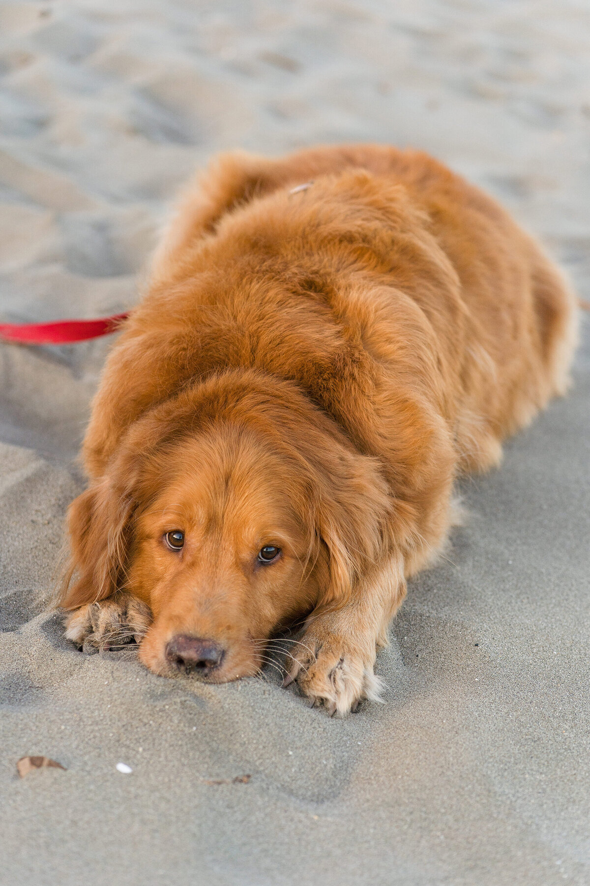 Bodega Bay - Doran Beach Engagement Photos-055
