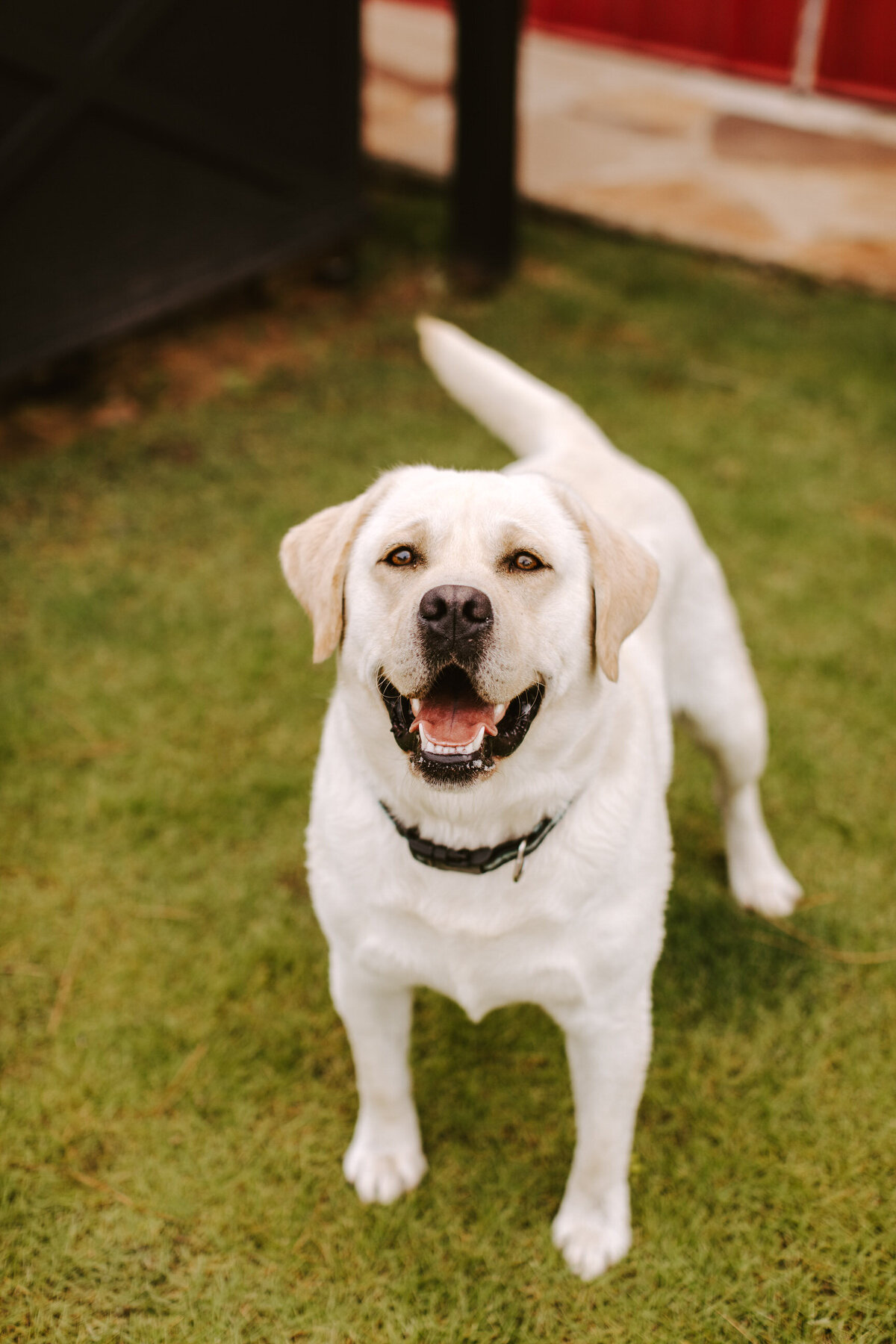 Saddle Creek Pups | Alison Faith Photography-2713