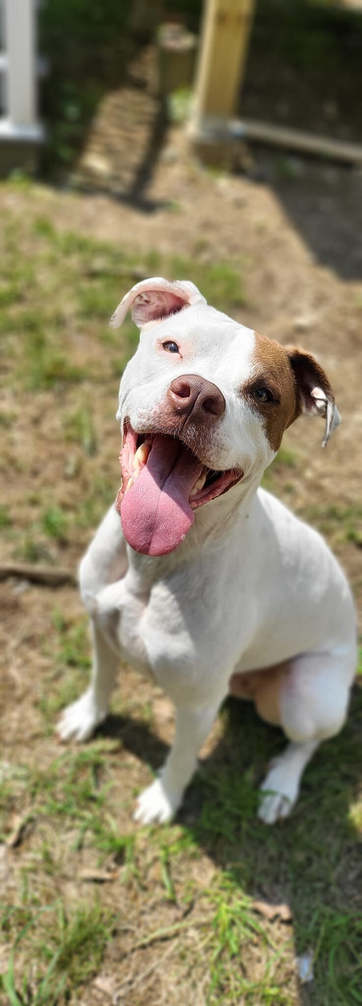 diablo