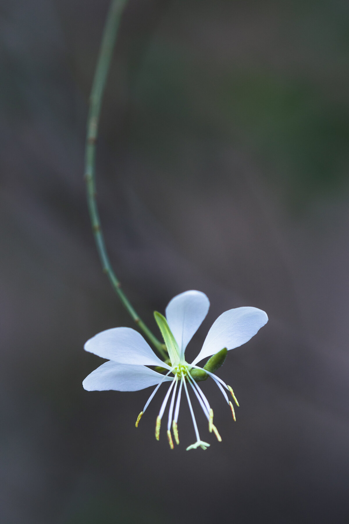 flower_white_9255