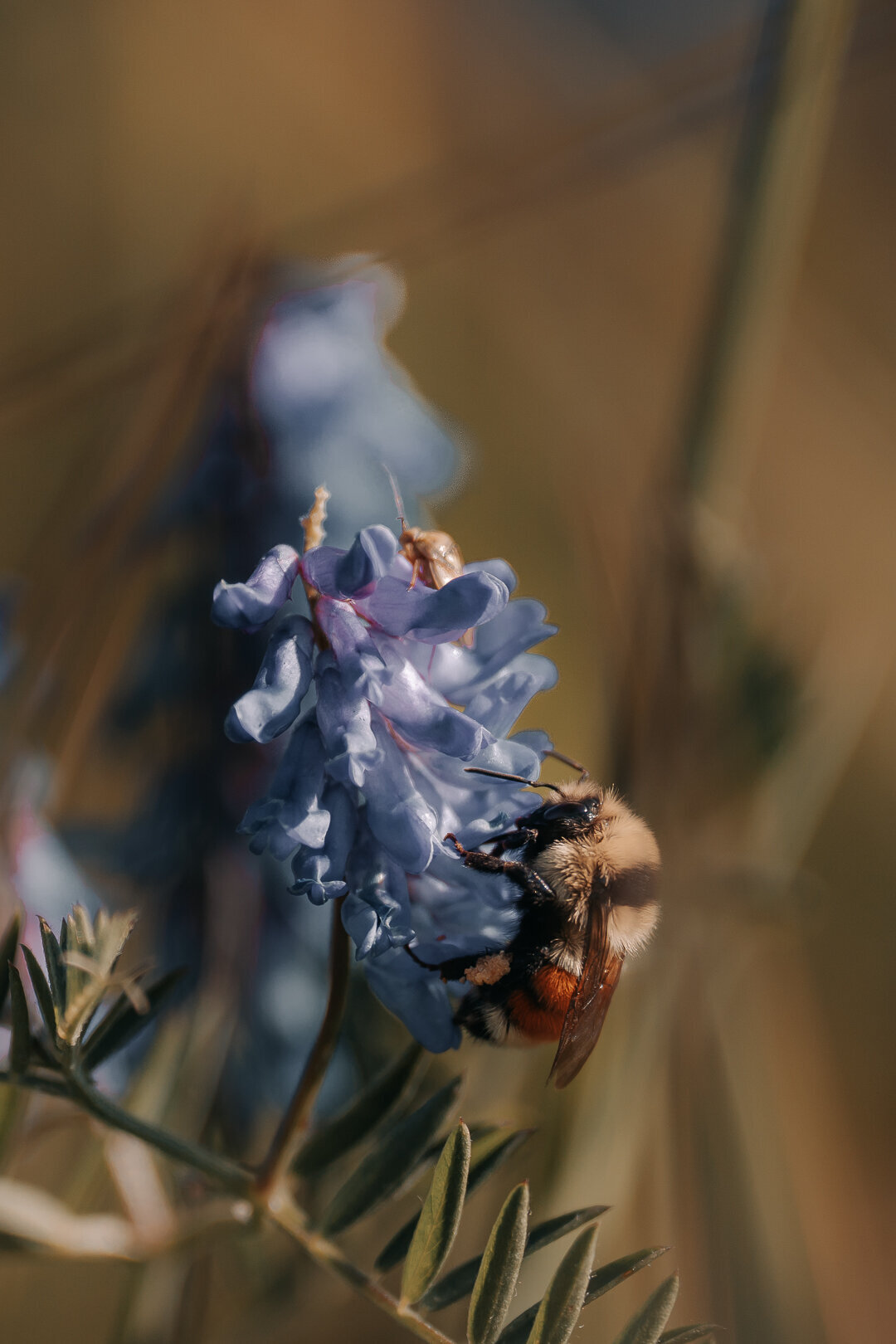 EDP Wildlife-230622-027