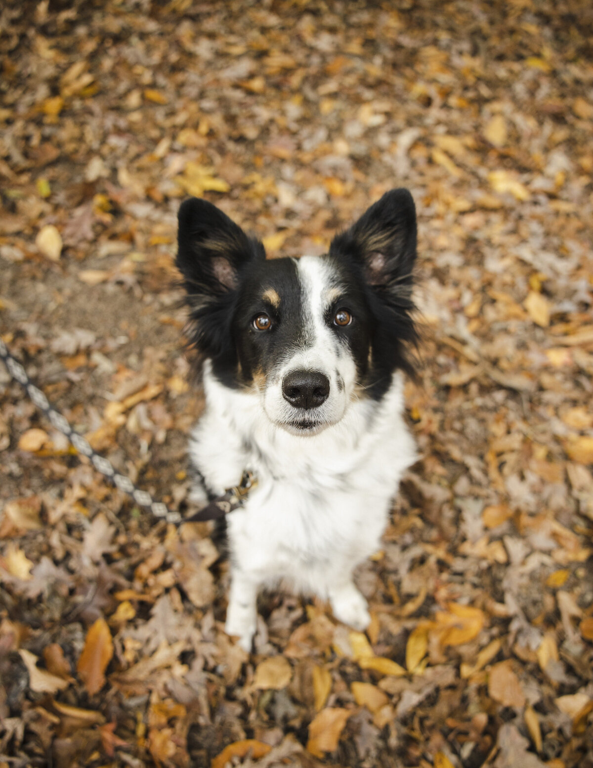 A dog sits in fall foliage.