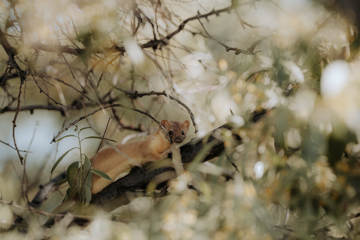 EDP Wildlife-240708-002