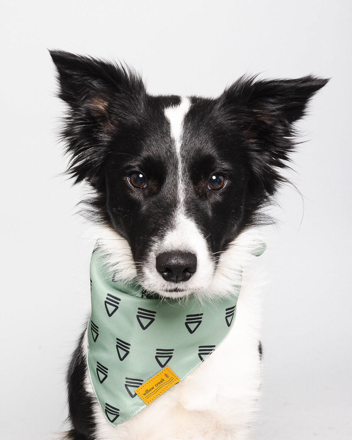 Kaori Stewart_Studio Dog Portrait_65