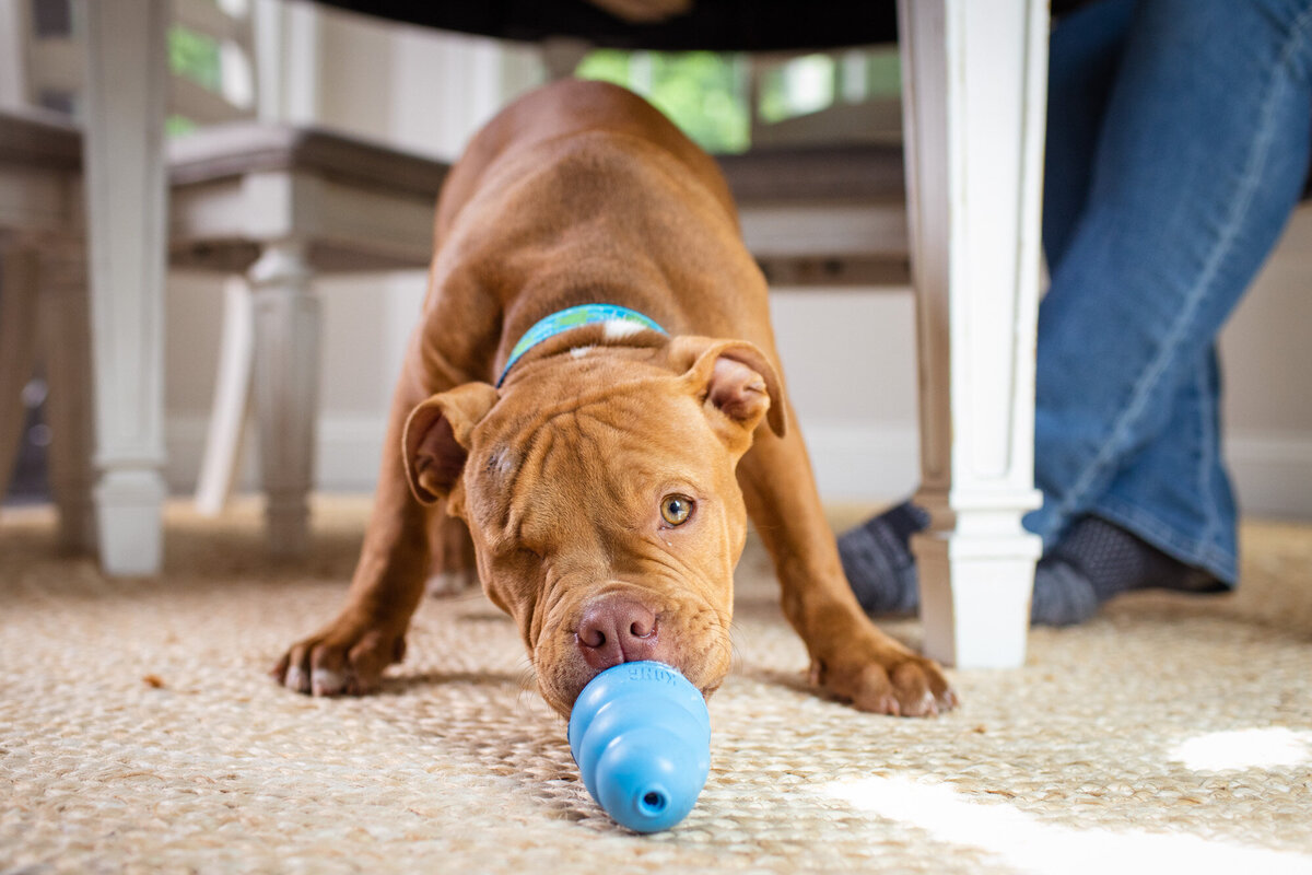 puppy indoors with Kong toy