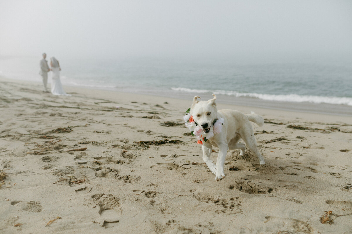 Carolina + Nick Santa Cruz Beach Elopement Wedding _ Katherine Krakowski Reno Lake Tahoe Nevada Northern California Photographer-375