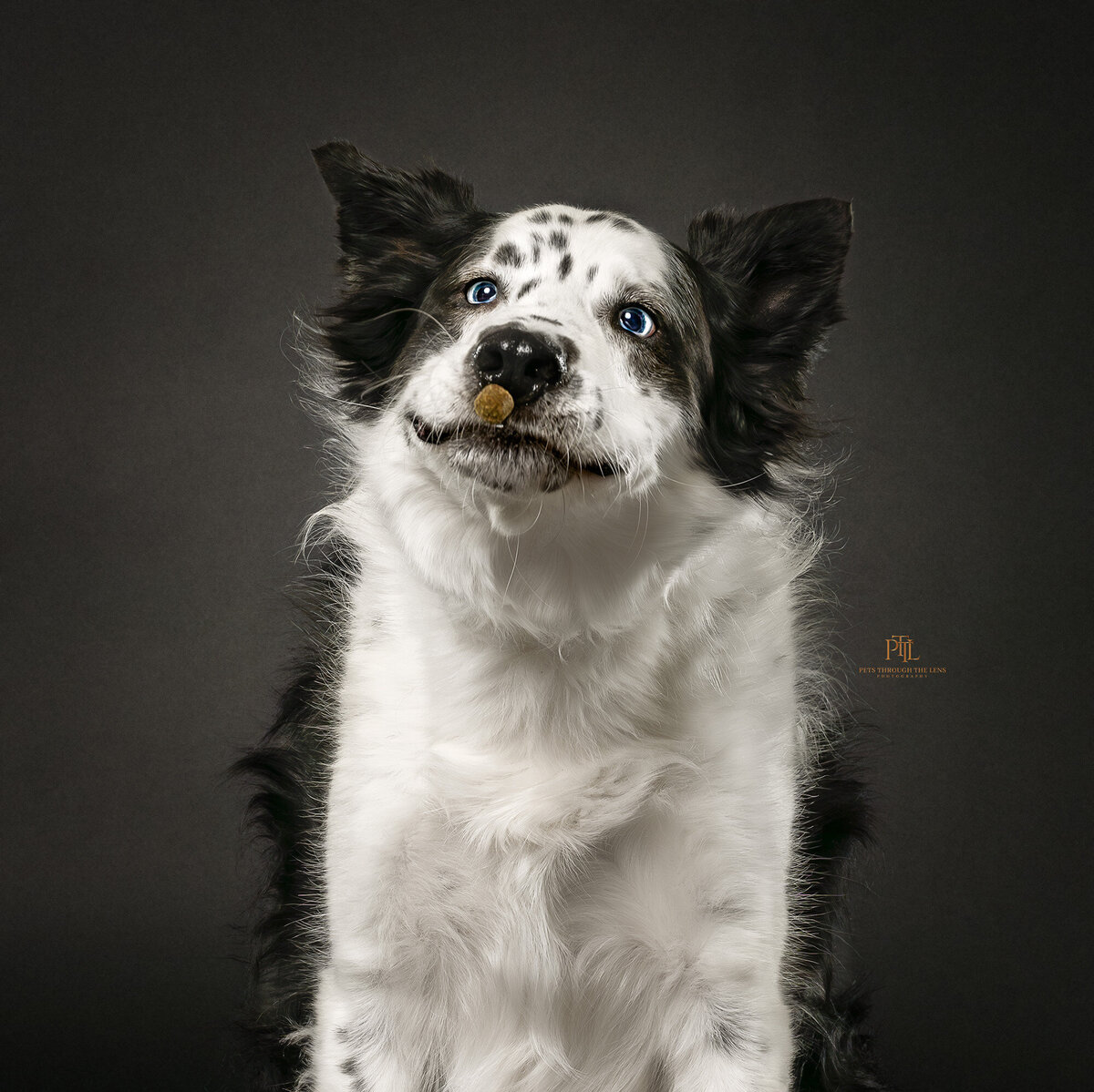 Our professional pet photography studio specializes in creating high-quality and memorable portraits that showcase the unique personalities of your pets. Trust Pets through the Lens Photography for hilarious and unforgettable pet photography experience in Vancouver.