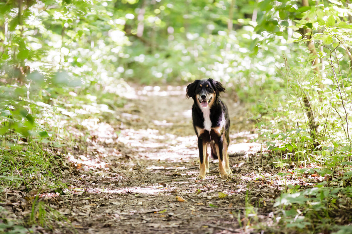 dog-stock-jenmadigan-013