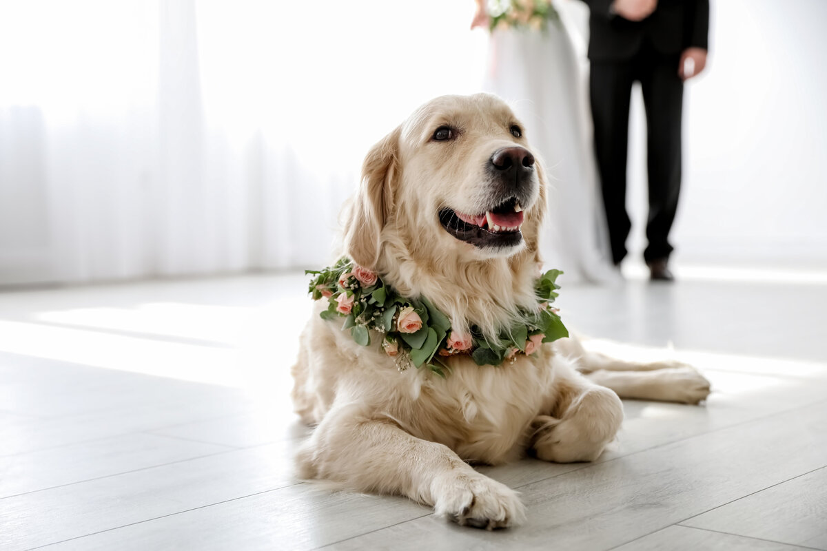 adorable-golden-retriever-wearing-wreath-made-beautiful-flowers-wedding
