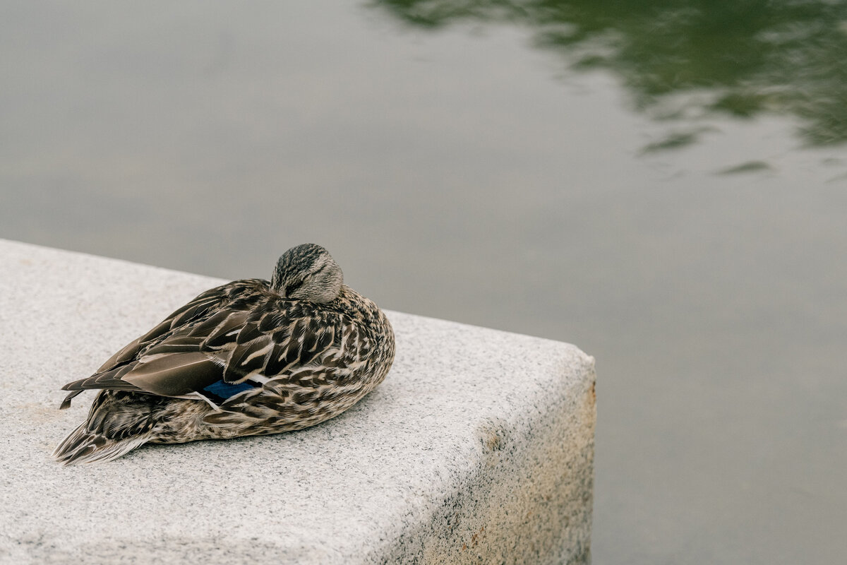 washington-dc-engagement-rainy-day-photos-lincoln-memorial-karenadixon-2022-236