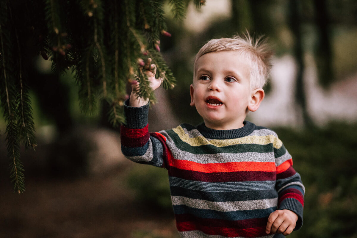 A little boy reaches up to touch tiny pinecones at a photography session at the Lake Harriet Peace Gardens by Minneapolis family photographer, Kate Simpson.