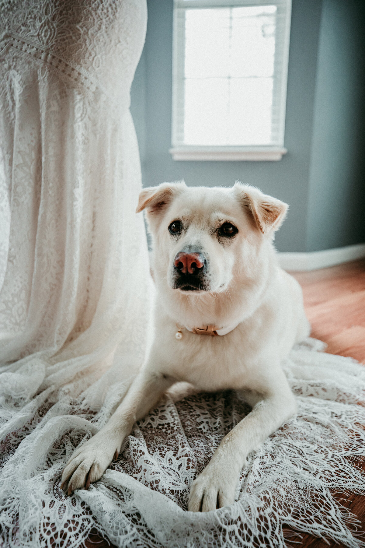 include your dog in your wedding