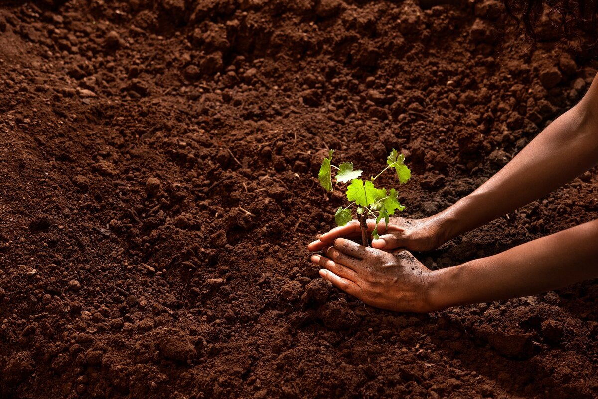 HAND-SOIL-CHARDONNAY-LANDSCAPE