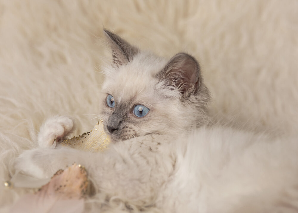 PETS_CATS_KITTEN_RAGDOLLBLUEEYES