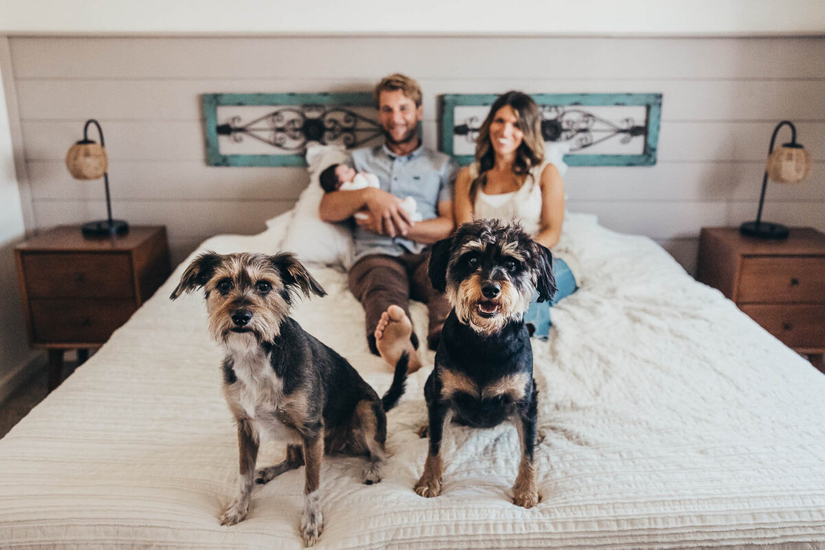 mom and dad sit on their bed holding their newborn baby while two dogs sit at the foot of the bed looking at the camera