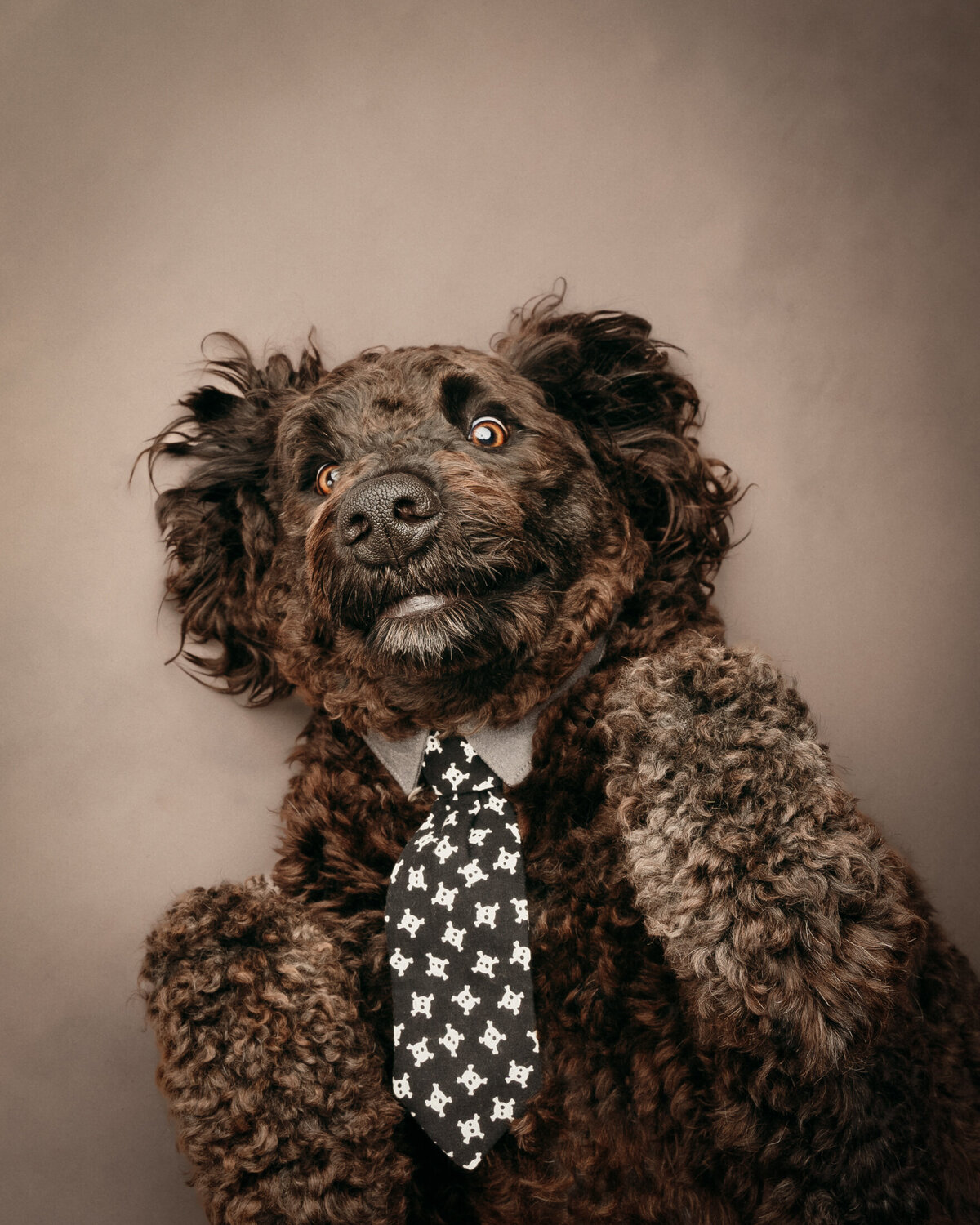 grey-bruce-owen-sound-photographer-pets-11