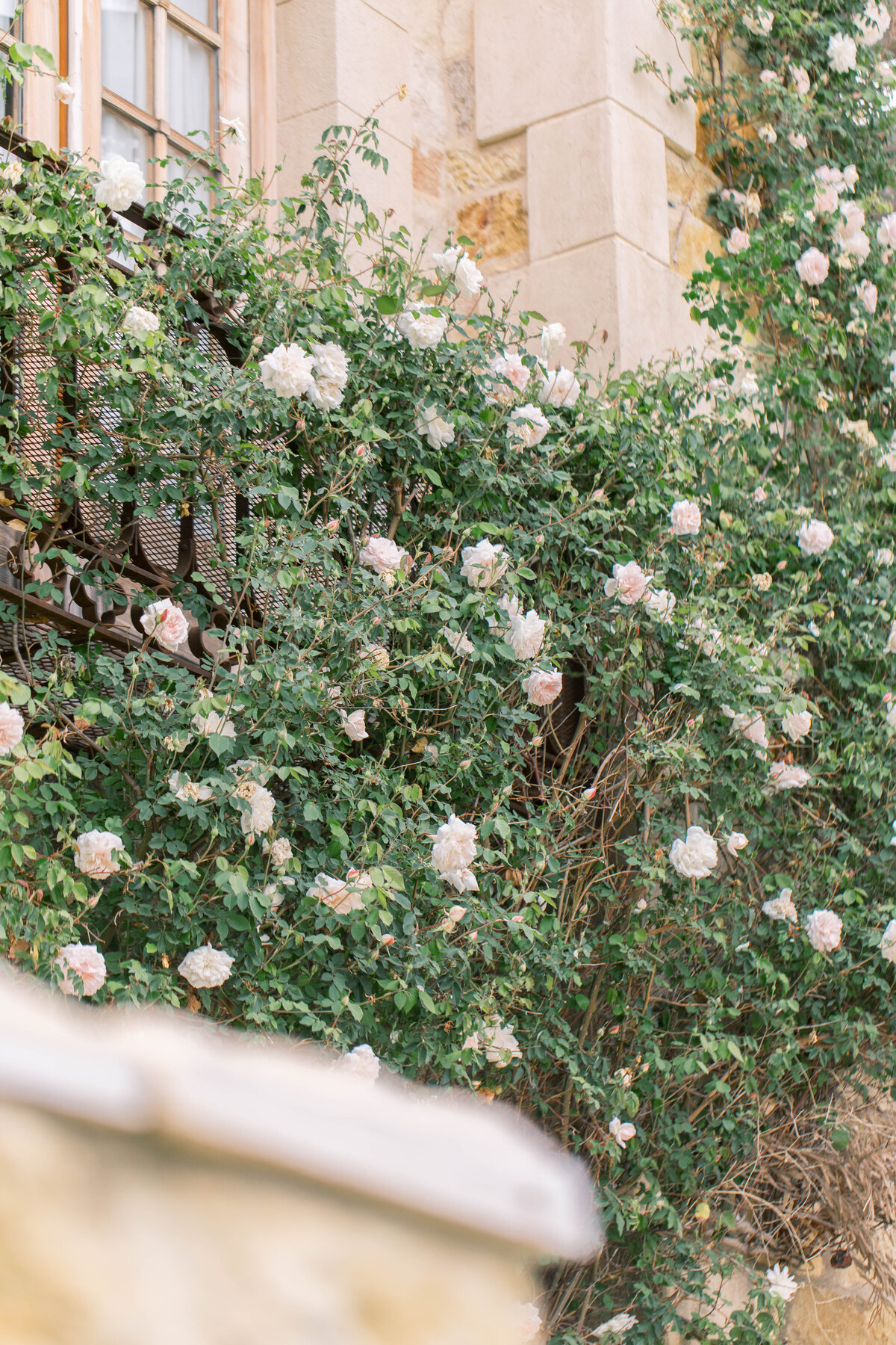 Roses at Sunstone Winery photographed by destination wedding photographer Katie Trauffer