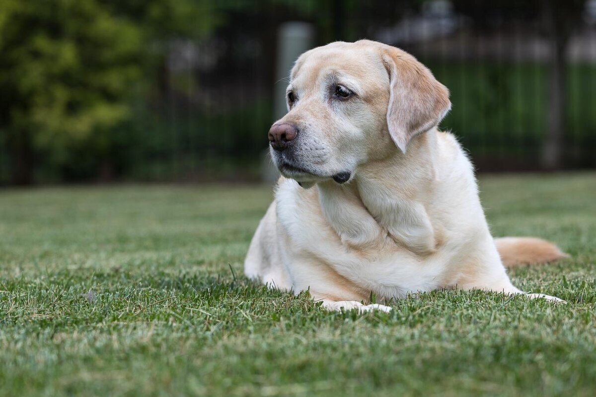 yellow-labrador-laying-in-grass-8360