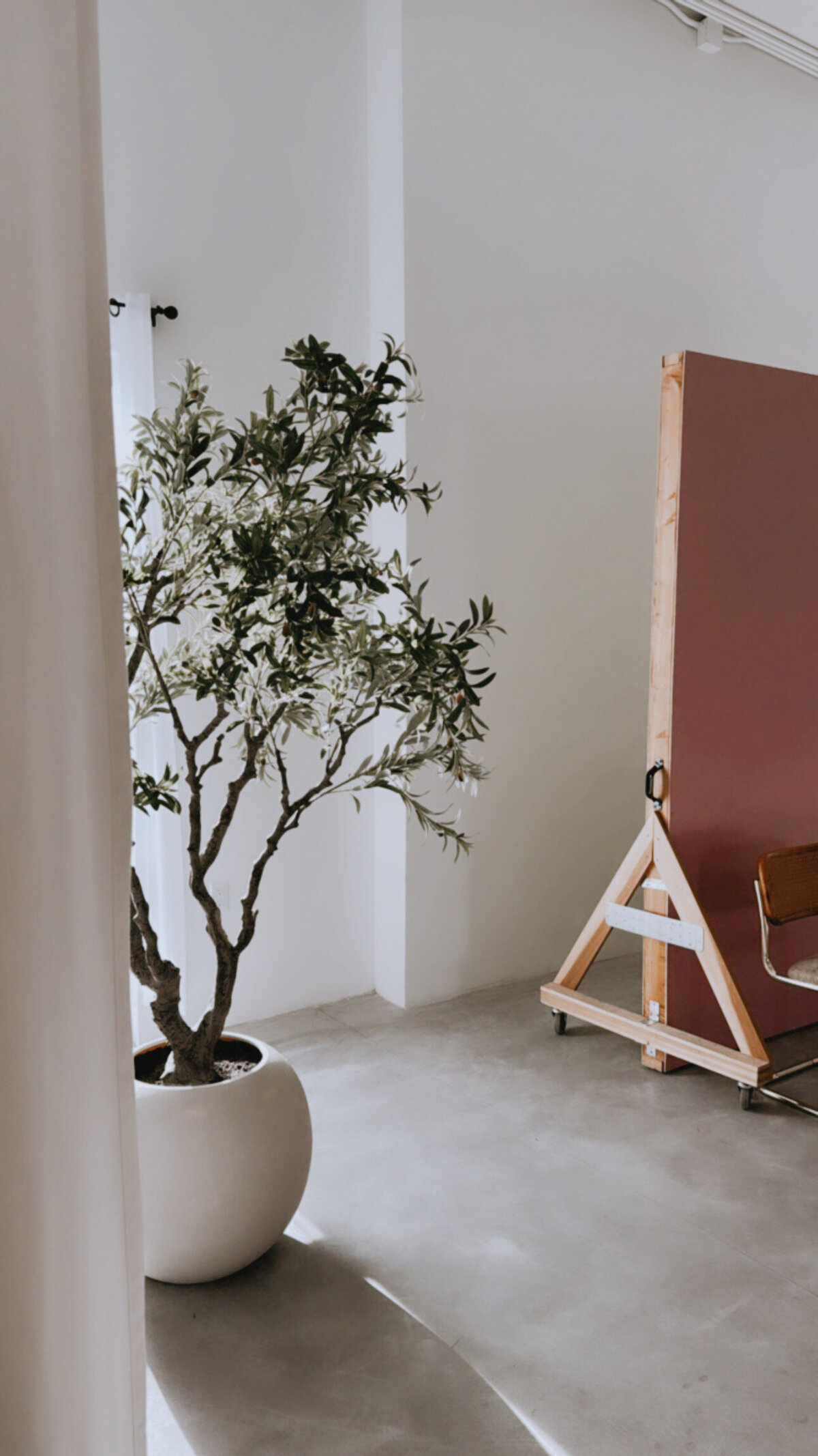 Olive tree and colorful background in Albuquerque photo shoot studio Light House