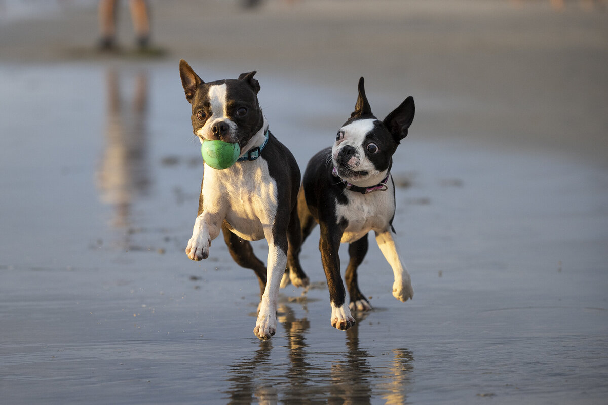 pro animal photography 6 copy