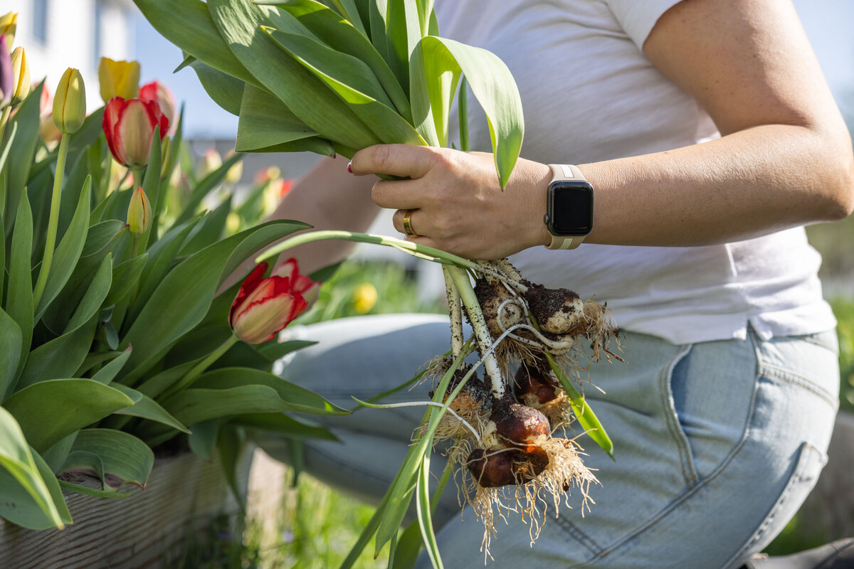 Blooms-Of-Lost-Acres-tulips-roots