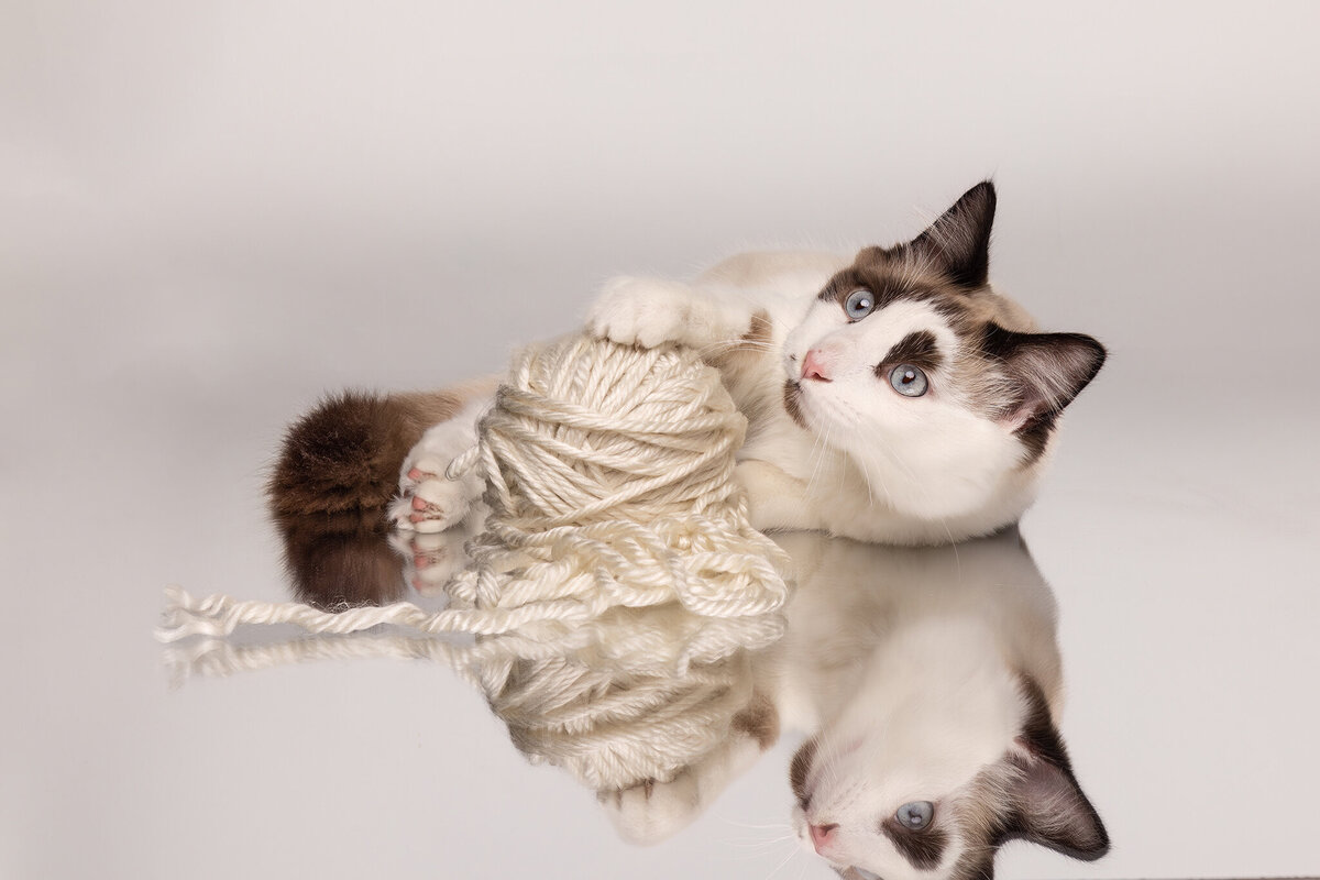 white cat playing with white yarn
