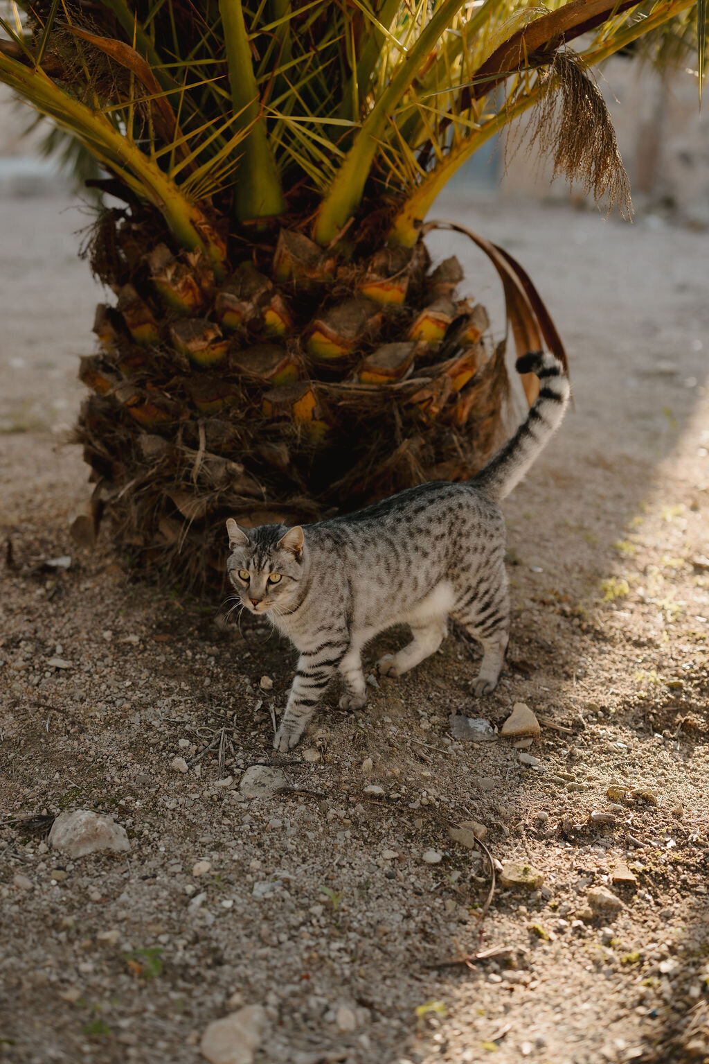 THE AWAKENING ° MIMI FIEDLER  ° THIRTYTWO