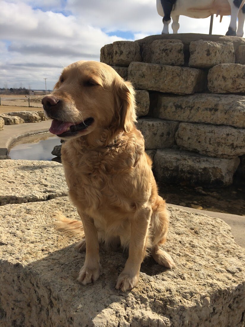 Appelgate-Golden-Retriever-Puppies-Molly-10