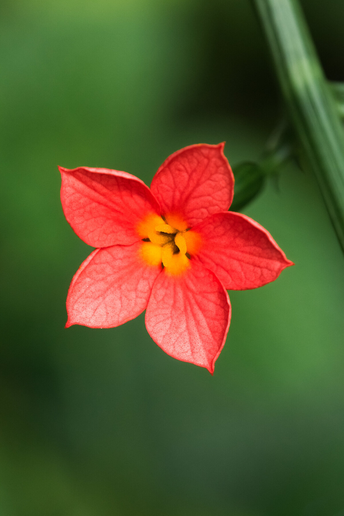 flower_orange_7441_C1