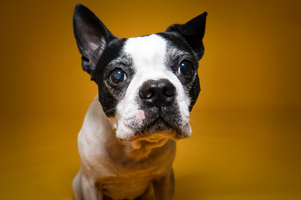 dallas-fortworth-pet-photography-Tyrion-1