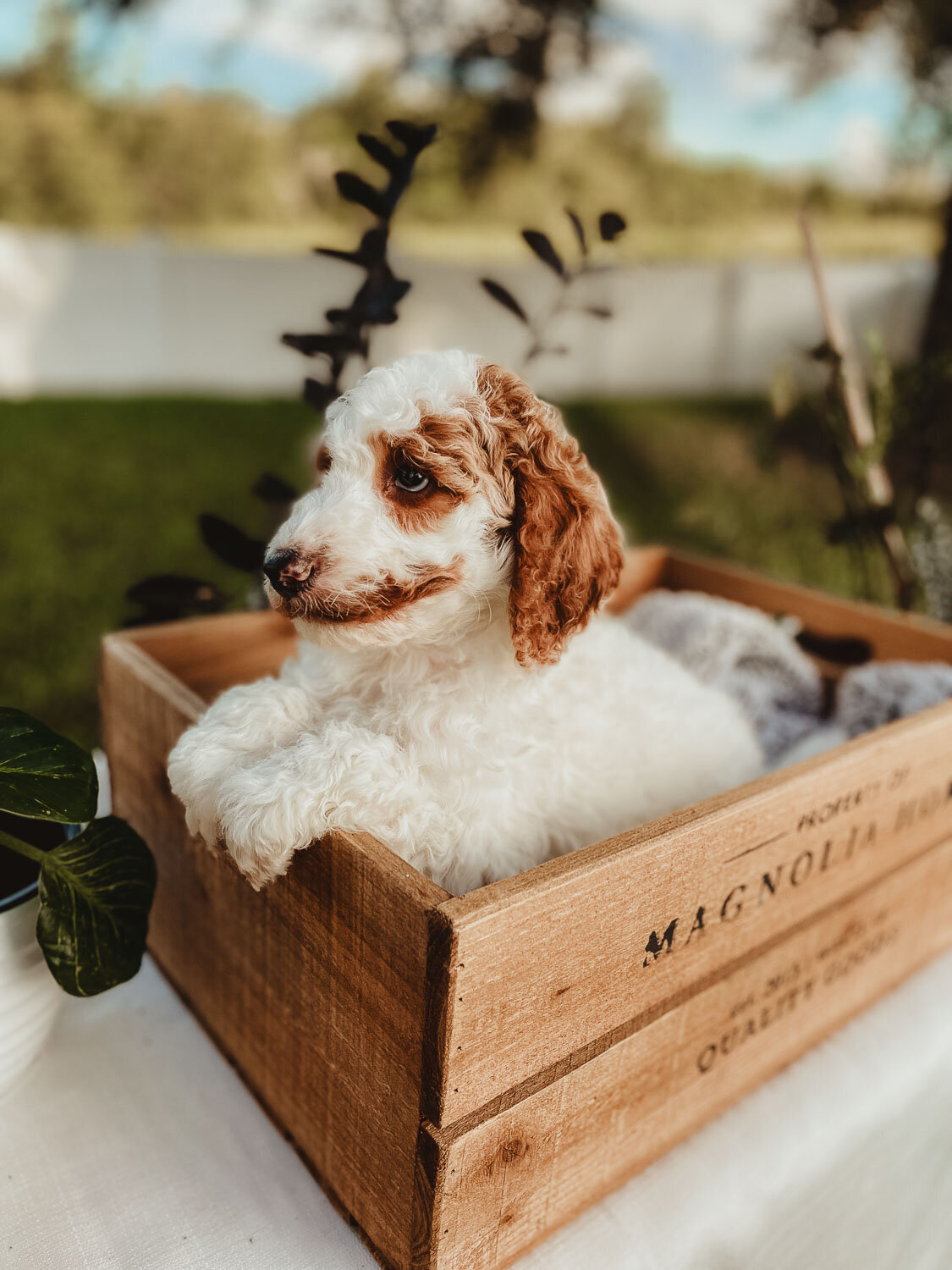Le Fleur Poodle Puppies -125