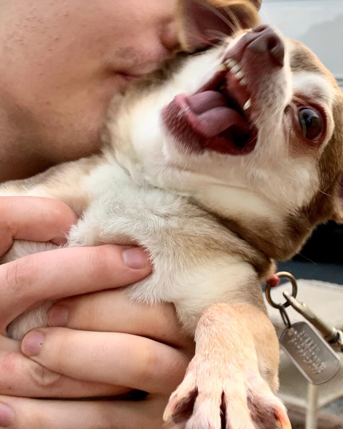 Playful chihuahua dog being kissed and held close on Alex Kaplan wedding photographer about page New Jersey