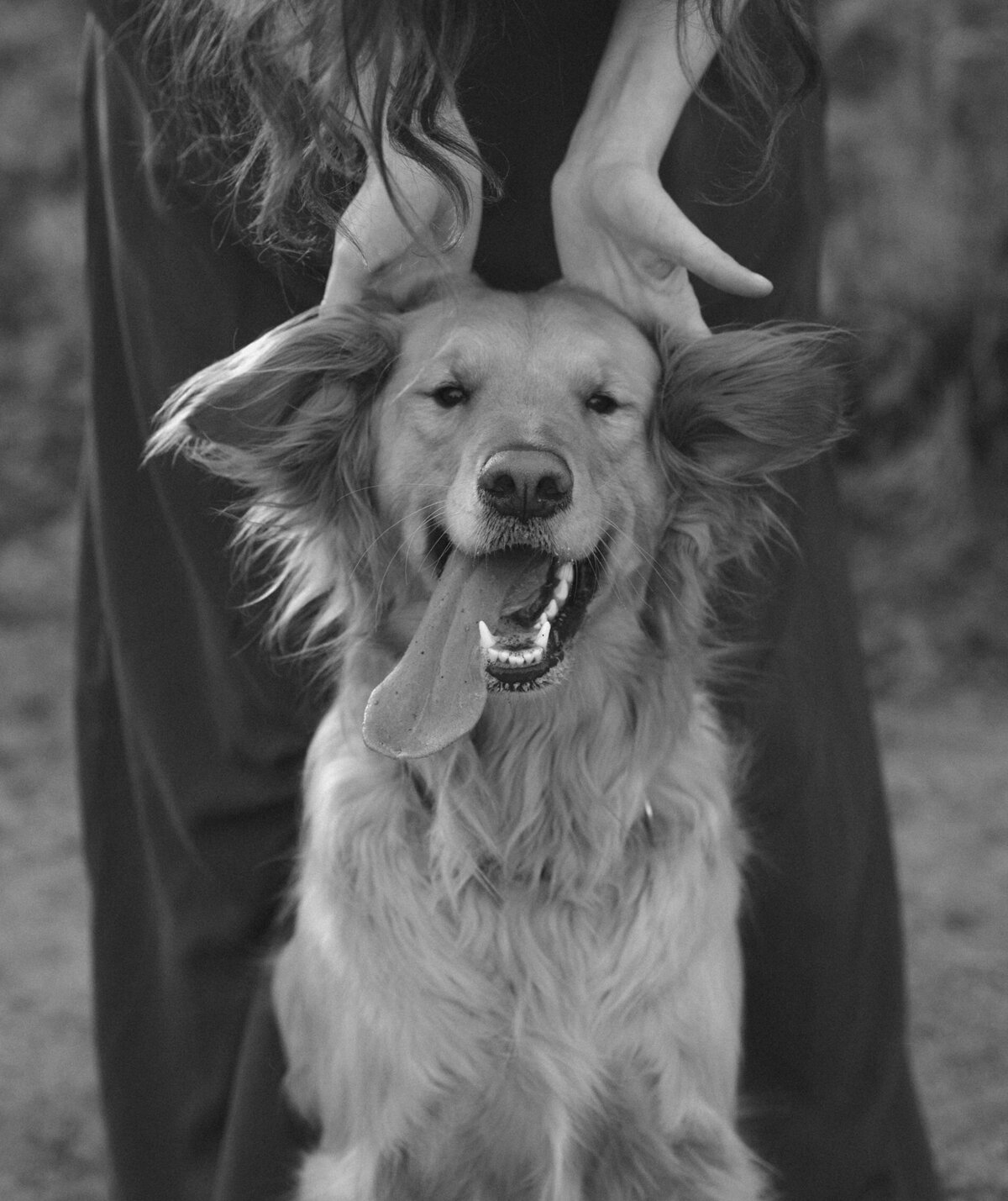 portrait of a smiling and joyous golden retriever with their owner in Bend, Oregon
