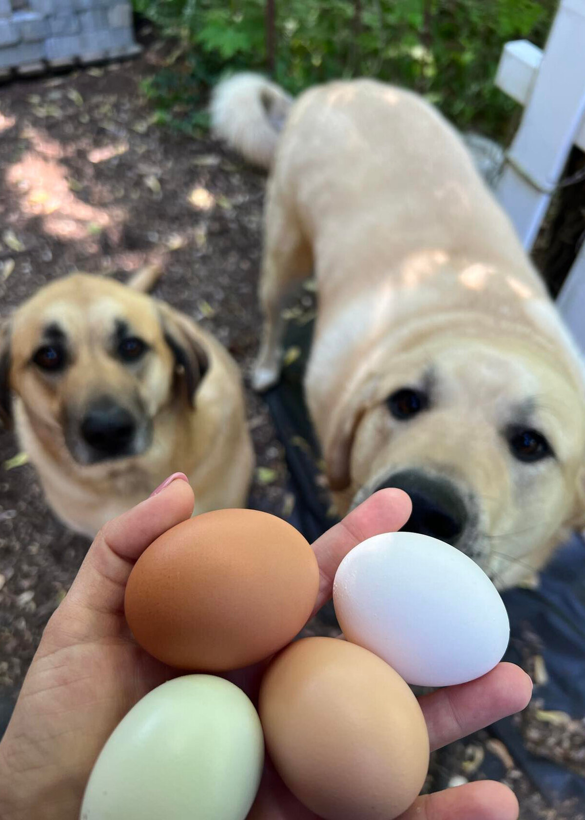 Two dogs looking at chicken eggs in a womans hand