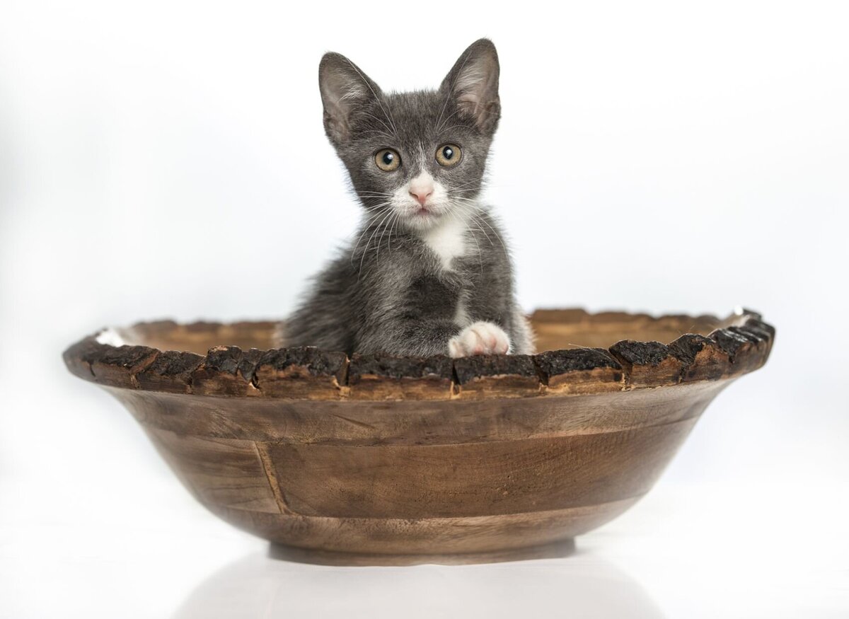 lilla-bordas-portraits-tampa-CAT-photographer1233