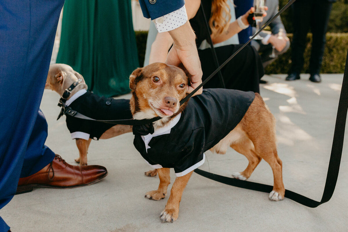 Classic-California-Wine-Country-Wedding-28